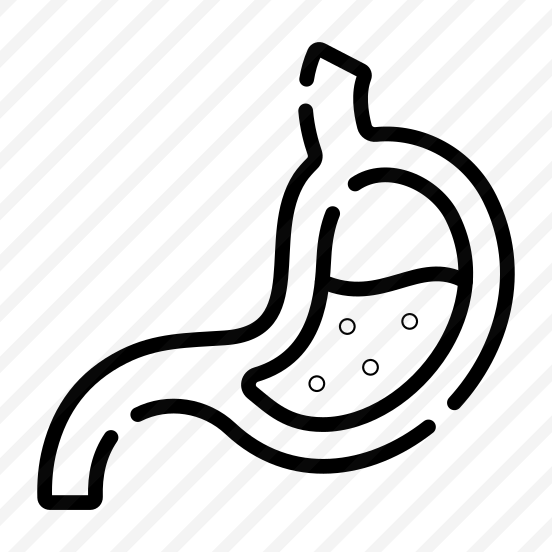 Stomach, Digestion, Gastric, Abdomen, Organ preview