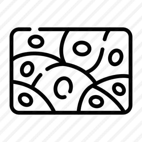 Tissues, Dermis, Epidermis, Skin, Anatomy preview