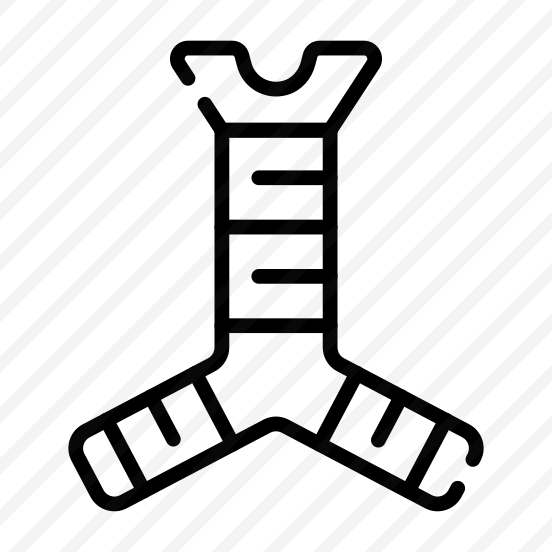 Trachea, Windpipe, Organ, Anatomy, Bronchi preview