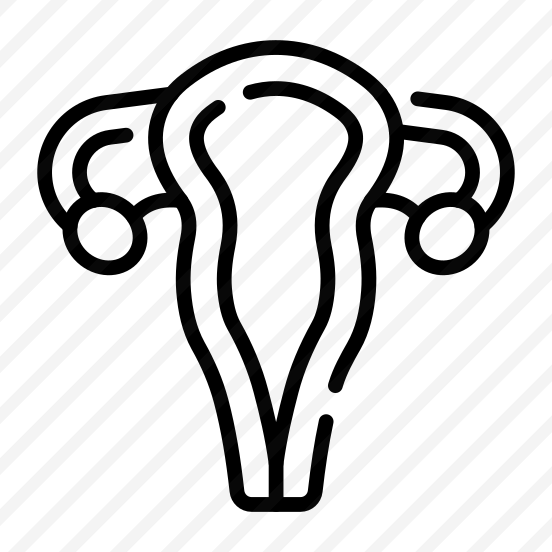 Uterus, Reproductive, Gestation, Organ, Anatomy preview