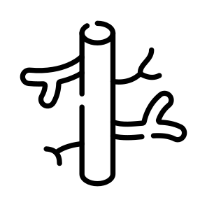 Vessel, Artery, Vein, Organ, Anatomy icon