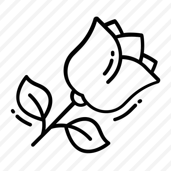 Rose, Flower, Natural, Fragrance, Blossom, preview