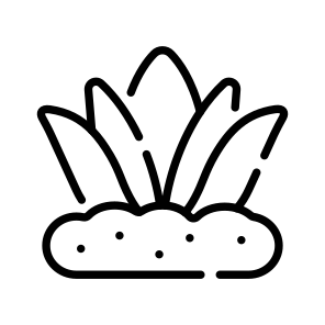 Agave, Aloe, Plant, Nature, Growing icon
