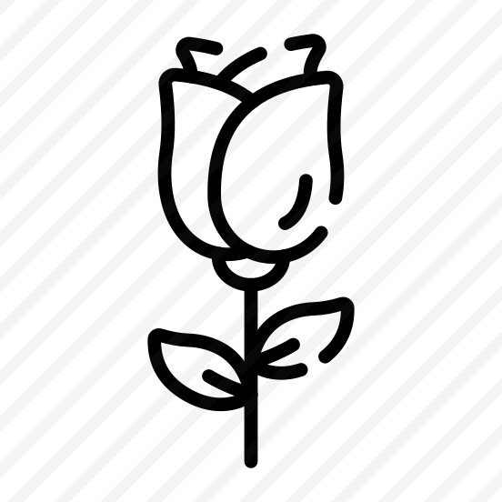 Rose, Rosebud, Flower, Floral, Blooming preview