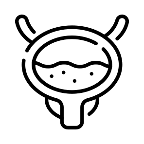 Bladder, Anatomy, Biology, Organ, Science icon