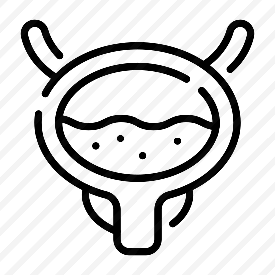 Bladder, Anatomy, Biology, Organ, Science preview