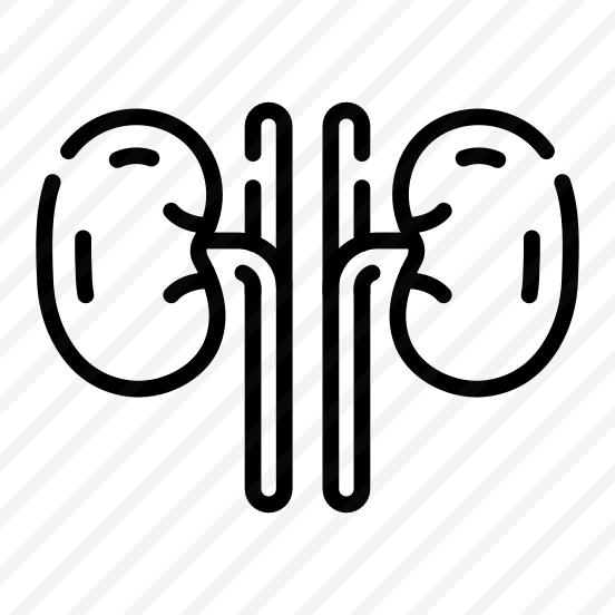 Kidneys, Nephrons, Renal, Organ, Urinary preview