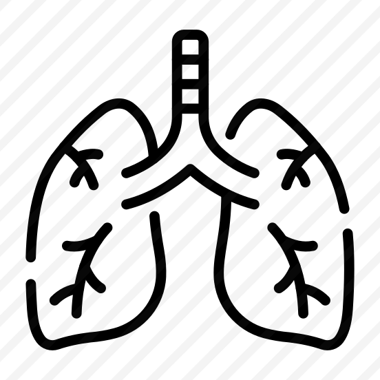 Lungs, Respiratory, Breathing, Organ, Anatomy preview
