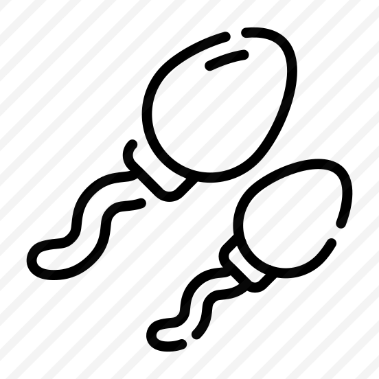 Spermatozoa, Sperms, Cells, Reproductive, Gametes preview