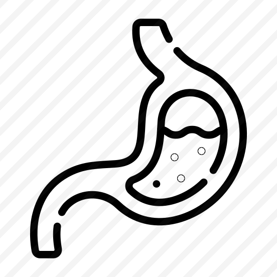 Stomach, Digestive, Organ, Anatomy, Biology preview