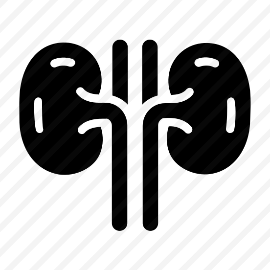 Kidneys, Nephrons, Renal, Organ, Urinary preview