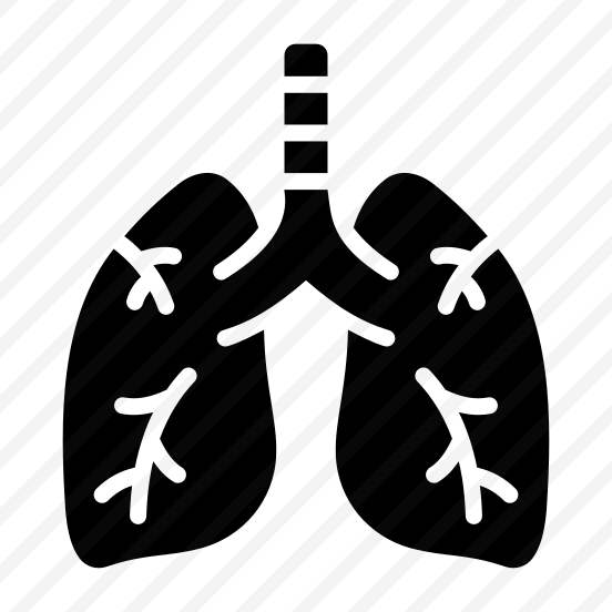 Lungs, Respiratory, Breathing, Organ, Anatomy preview