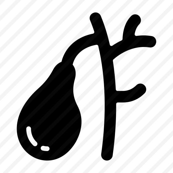 Duct, Gallbladder, Organ, Bile, Anatomy preview