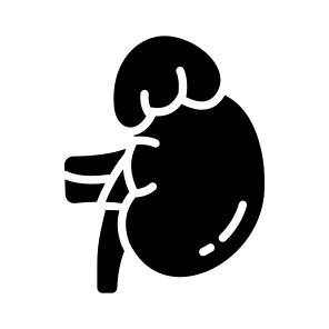 Gland, Kidney, Renal, Urinary, Excretion icon