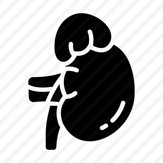 Gland, Kidney, Renal, Urinary, Excretion preview
