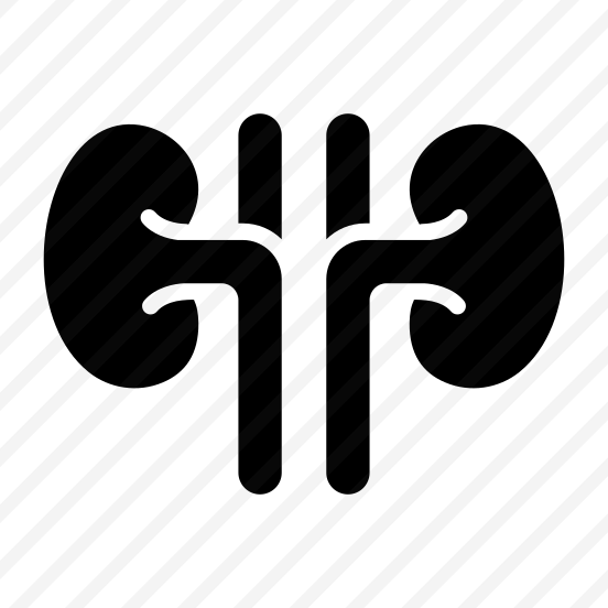Kidneys, Renal, Urinary, Excretion, Organ preview