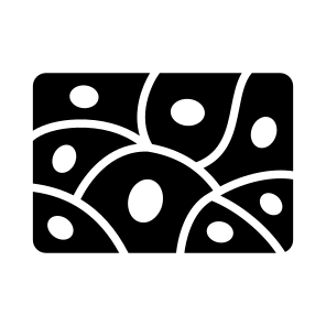 Tissues, Dermis, Epidermis, Skin, Anatomy icon