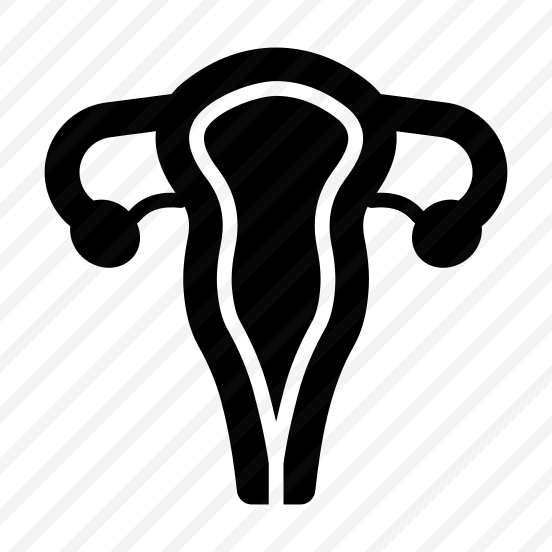 Uterus, Reproductive, Gestation, Organ, Anatomy preview
