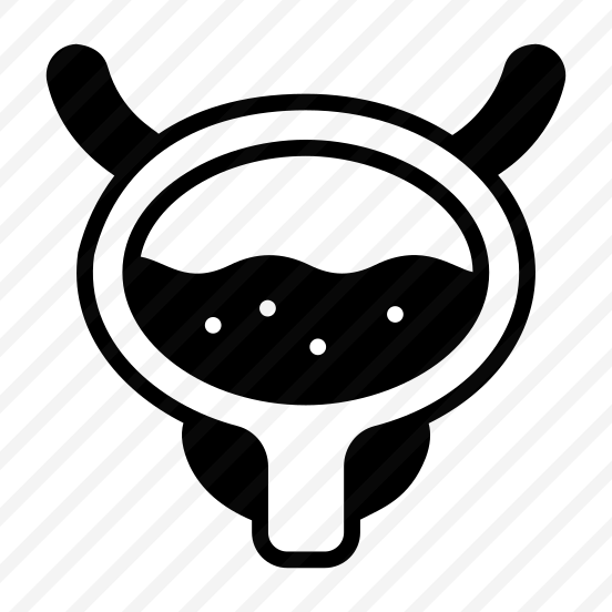 Bladder, Anatomy, Biology, Organ, Science preview