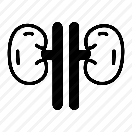 Kidneys, Nephrons, Renal, Organ, Urinary preview