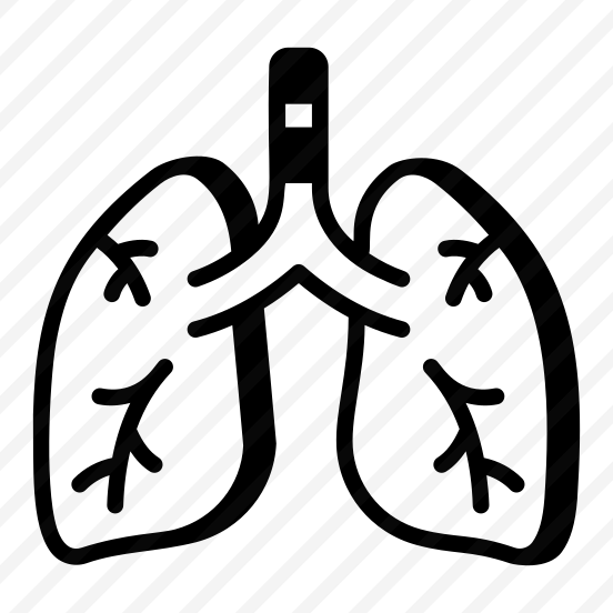 Lungs, Respiratory, Breathing, Organ, Anatomy preview