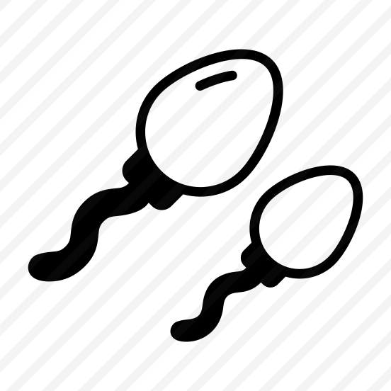 Spermatozoa, Sperms, Cells, Reproductive, Gametes preview