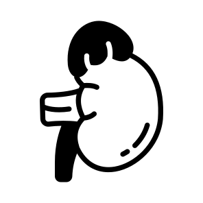 Gland, Kidney, Renal, Urinary, Excretion icon