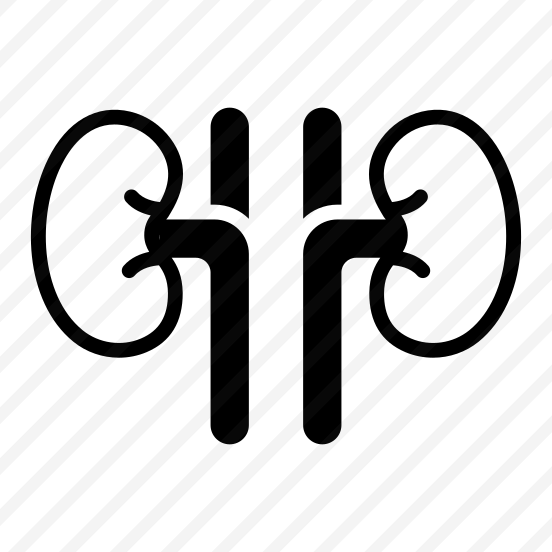 Kidneys, Renal, Urinary, Excretion, Organ preview