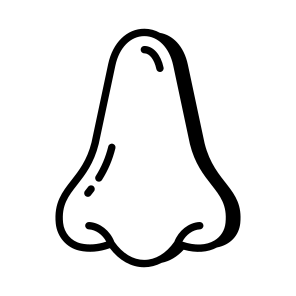 Nose, Nostrils, Olfactory, Breathing, Organ icon