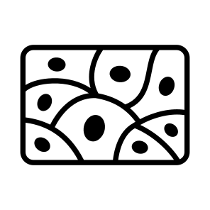 Tissues, Dermis, Epidermis, Skin, Anatomy icon