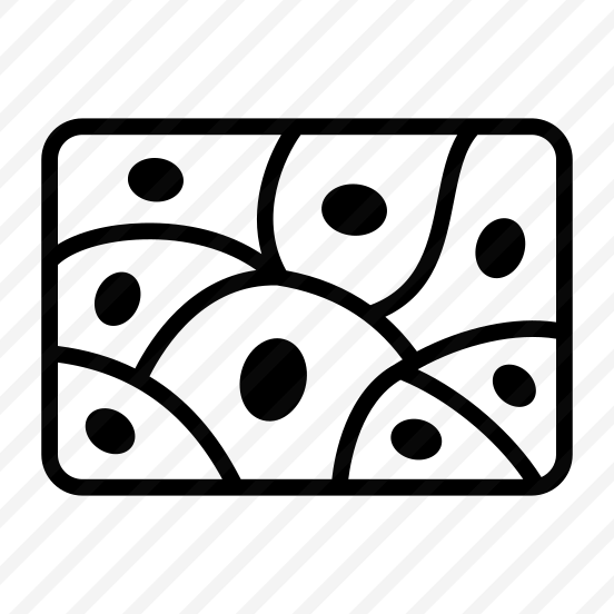 Tissues, Dermis, Epidermis, Skin, Anatomy preview