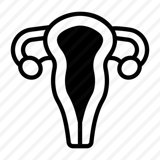 Uterus, Reproductive, Gestation, Organ, Anatomy preview