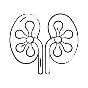 Kidneys, Nephrons, Renal, Organ, Urinary icon