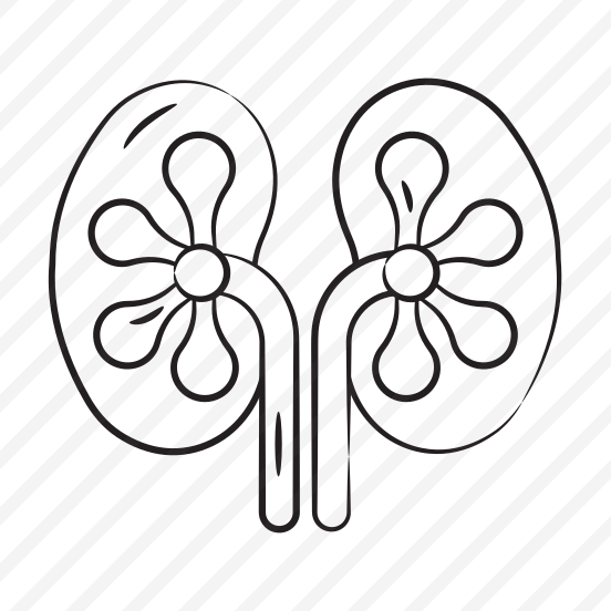Kidneys, Nephrons, Renal, Organ, Urinary preview