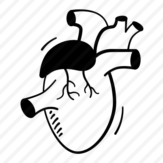 Heart, Cardiovascular, Anatomy, Human, Cardiology preview