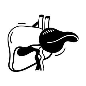 Liver, Anatomy, Human, Organ, Healthcare icon