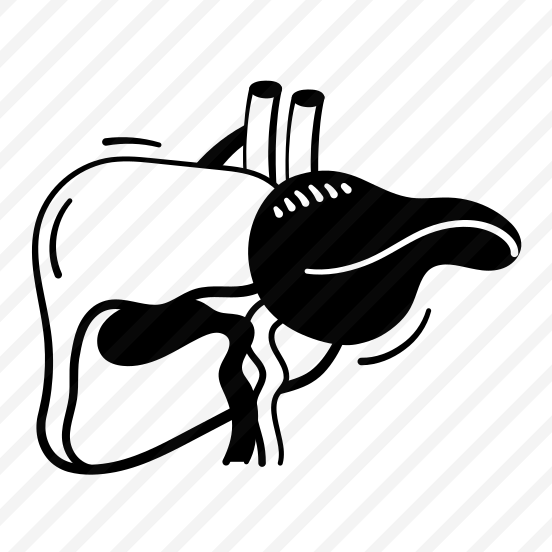 Liver, Anatomy, Human, Organ, Healthcare preview