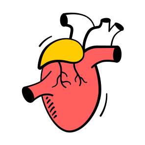 Heart, Cardiovascular, Anatomy, Human, Cardiology icon