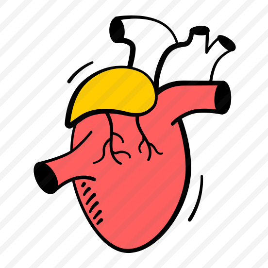 Heart, Cardiovascular, Anatomy, Human, Cardiology preview