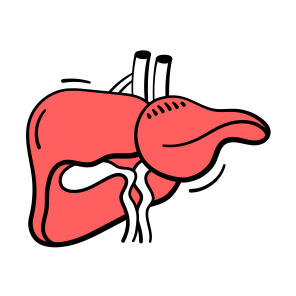 Liver, Anatomy, Human, Organ, Healthcare icon