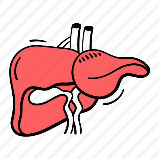Liver, Anatomy, Human, Organ, Healthcare preview