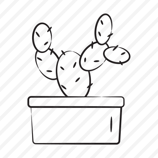 Cactus preview