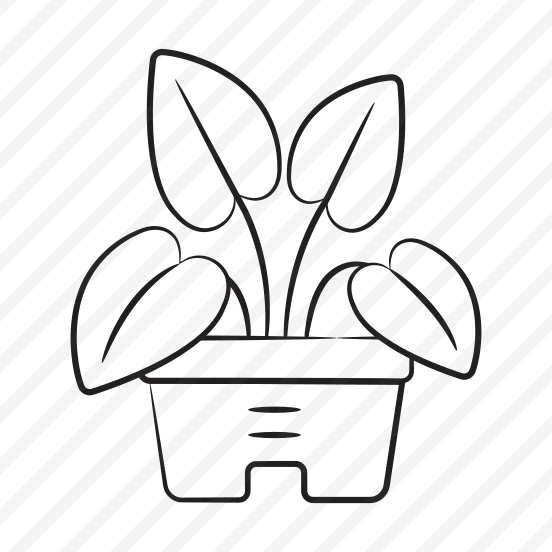 Elephant Plant preview