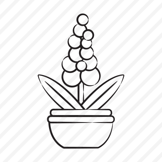 Hyacinth Plant preview