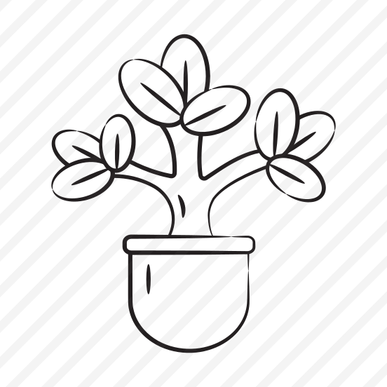 Jade Plant preview