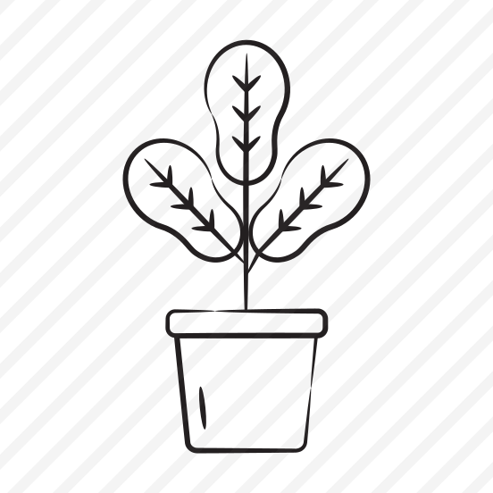 Maranta Plant preview