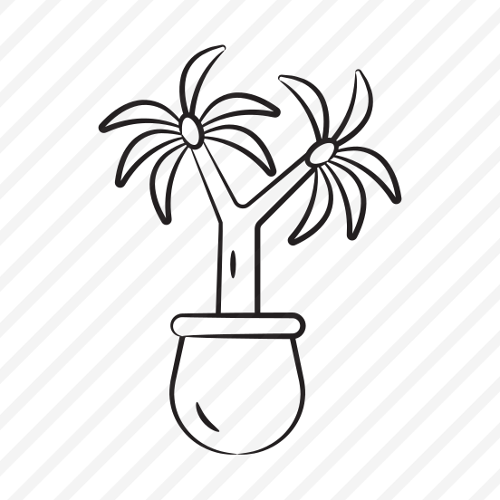 Ponytail Plant preview