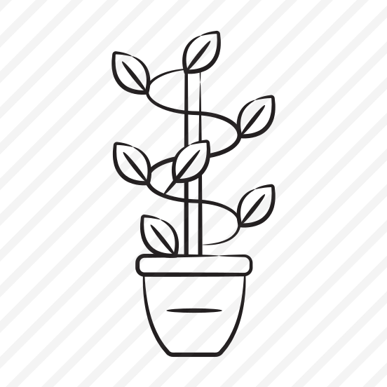Pothos Plant preview