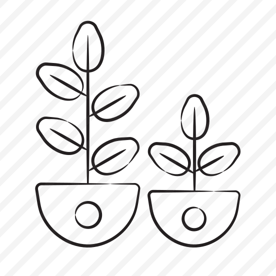 Rubber Plant preview