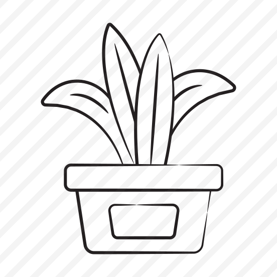 Snake Plant preview
